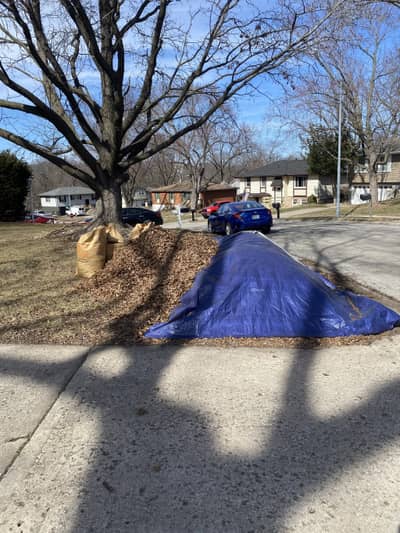Large pile of leaves ready for removal